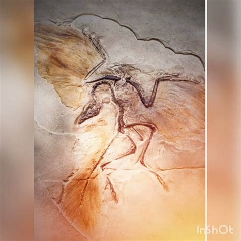 Archaeopteryx Youtube