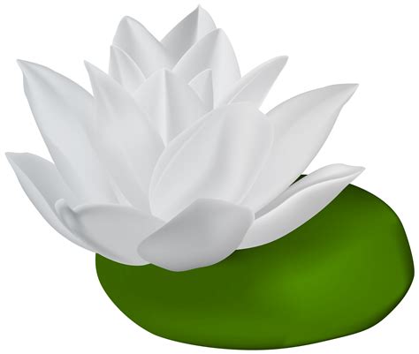 Water Lilies Clip Art White Water Lily Transparent Png Clip Art Image