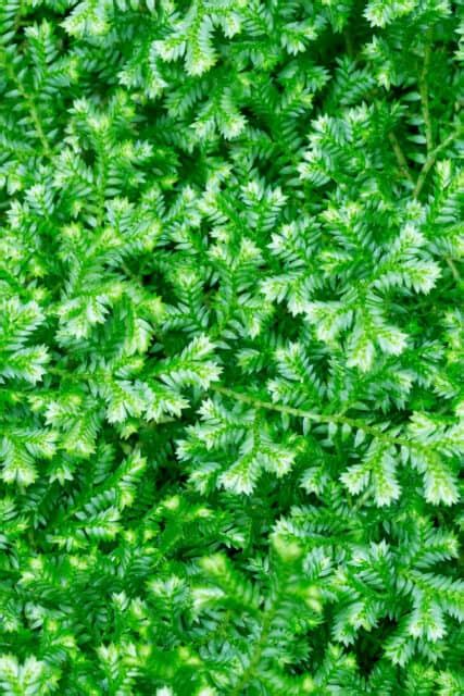 Selaginella Kraussiana Care - #1 Best Tips