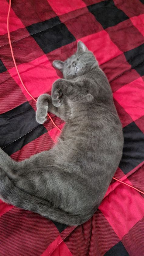 Does anyone else think he's an Russian blue mix? : r/cat