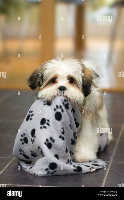 Lhasa Apso Puppy Hi Res Stock Photography And Images Alamy