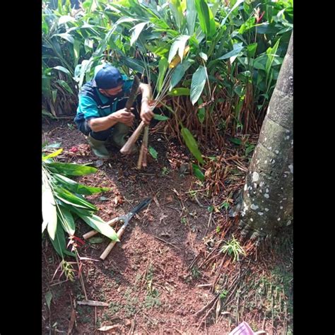 Perawatan Taman Memotong Tanaman Yang Rimbun Di Amartapura