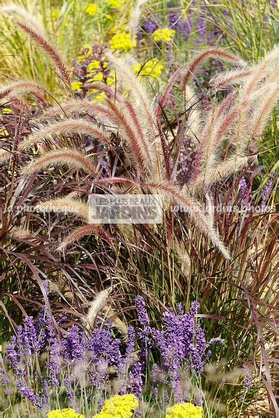 La Phototh Que Les Plus Beaux Jardins Association Pennisetum X