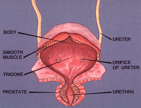 Urethra