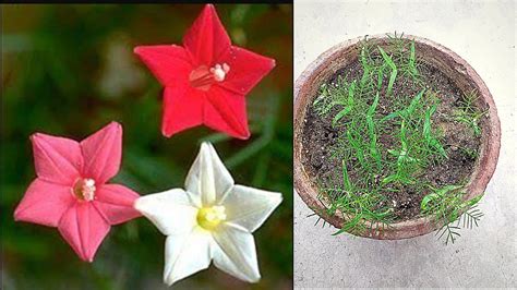 How To Grow Cypress Vine From Seeds Star Glory Humming Bird Ipomoea