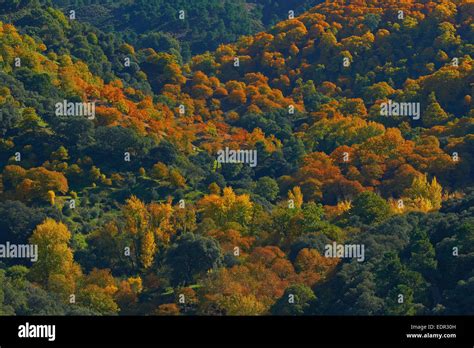 Valle del Genal bosque de castaños Castanea sativa el otoño el