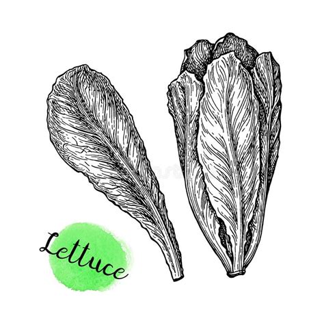 Ink Sketch Of Lettuce Stock Vector Illustration Of Lettuce