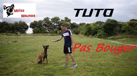 Tuto Apprendre le Pas Bouger à son chien