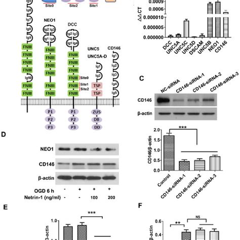 Screening Netrin Receptors A Structure Of Netrin And The