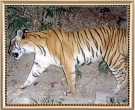 Chikhaldara Wildlife Sanctuary - Chikhaldara Wildlife Sanctuary ...