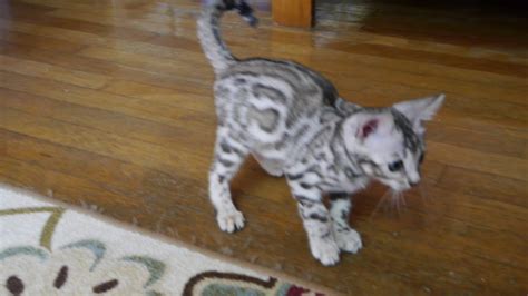 Silverbell Silver Rosetted Male Bengal Kitten 8 Weeks Youtube