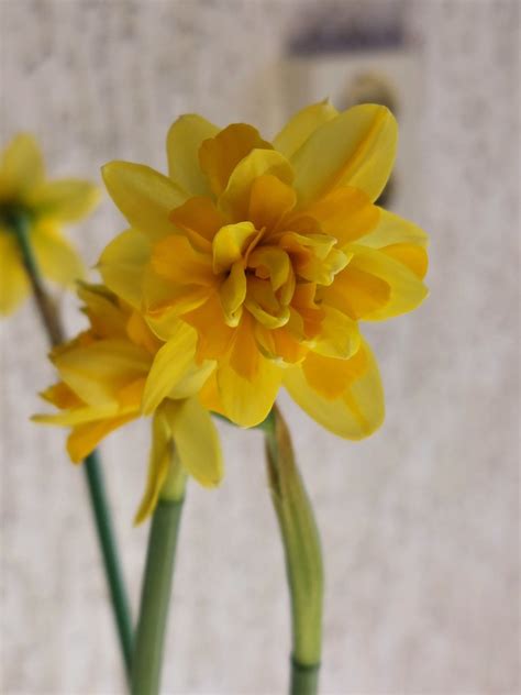 Mini Narcis Natuur Liefhebber Flickr