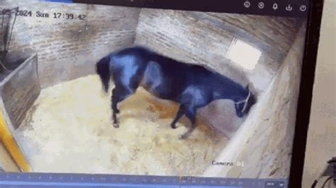 V Deo Mostra O Momento Em Que Cuidador Mata Cavalo Em Haras Na