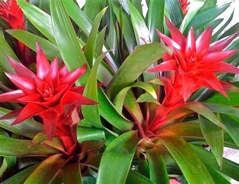 Bromelia Opieka Domowa Przesadzanie I Rozmna Anie Gatunki