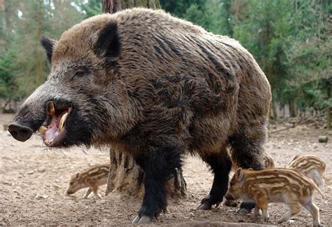 Javali Gigante - Javali: Peso, Altura e Anatomia | Mundo Ecologia