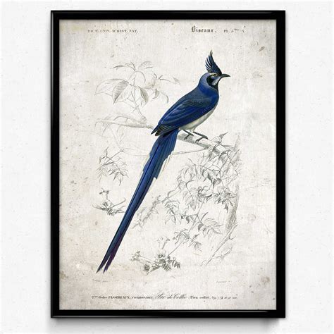 Bluebird Vintage Print Blue Bird Bird Poster Bird Art | Etsy