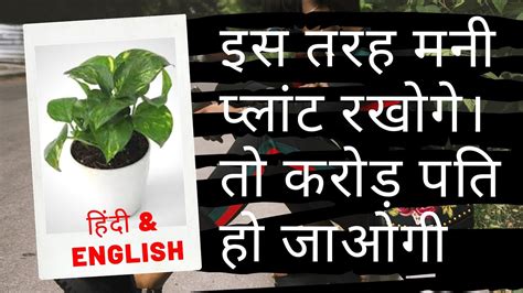 Money Plant Benefits According To Vastu Shastra Youtube