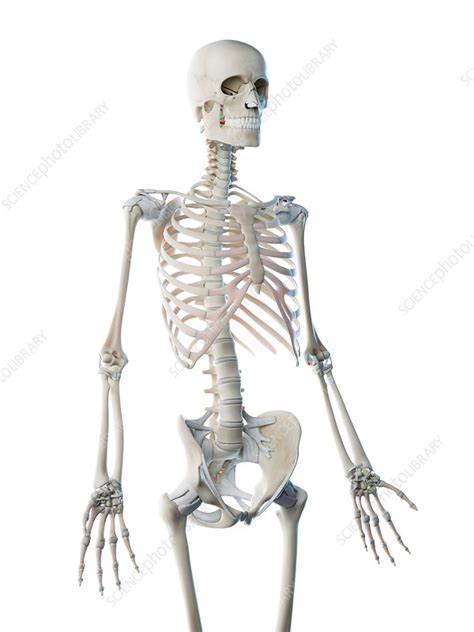 Upper Body Bones Illustration Stock Image F026 5815 Science Photo Library