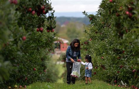 The Best Apple Orchards In The Capital Region Best Of 2021