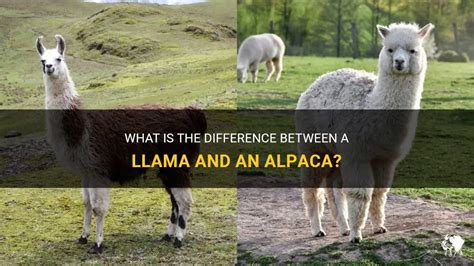 What Is The Difference Between A Llama And An Alpaca Petshun