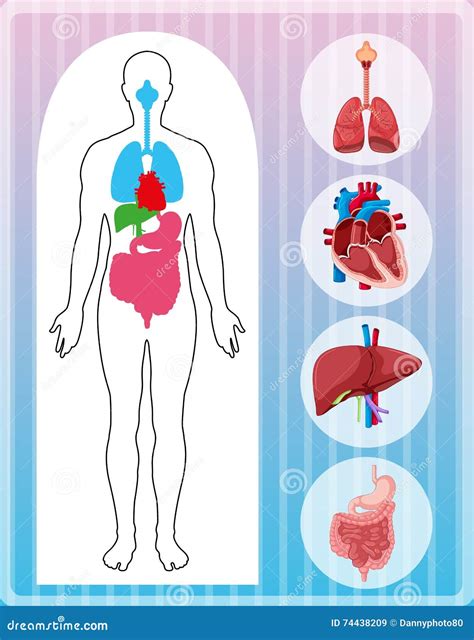 Menselijke Anatomie Met Vele Organen Vector Illustratie Illustration