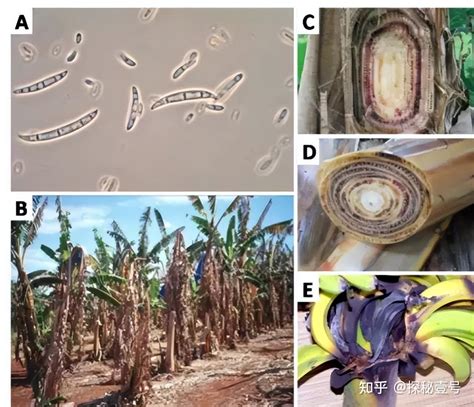 大麦克香蕉灭绝了吗 知乎