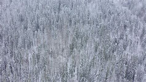 Aerial View Of A Winter Frozen River Surrounded By Trees And Banks