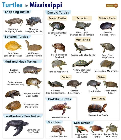 List of Turtles Found in Mississippi (With Pictures)