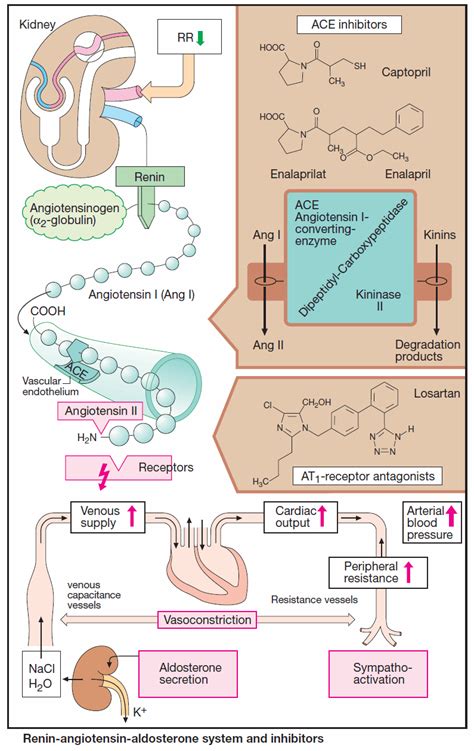 Renin Angiotensin Aldosterone System Heart Failure