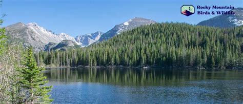 Rocky Mountain Birds - Birds & Wetlands