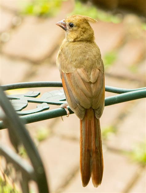 Northern Cardinal Juvenile Female Mahar15 Flickr