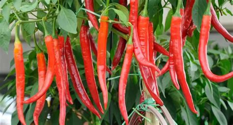 Coltivare Il Peperoncino In Vaso E Mai Pi Comprare Il Peperoncino