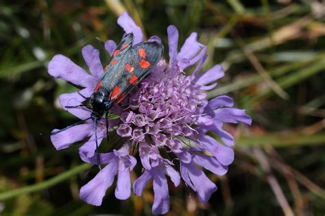 Mariposa Macro Foto Gratis En Pixabay Pixabay