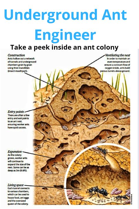 What Do Ant Colonies Look Like Ant Colonies Structure Ant Colony Part