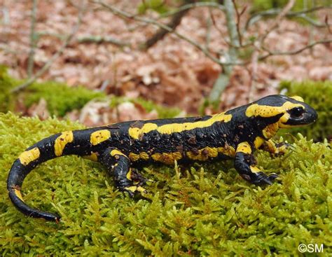 Salamandre tachetée terrestre Salamandra salamandra terrestris