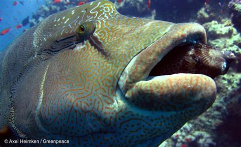 Serial Hewan Dan Tumbuhan Unik Di Laut Ikan Napoleon Sang Pahlawan