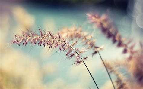 Wallpaper X Px Close Depth Field Nature Of Plants Up