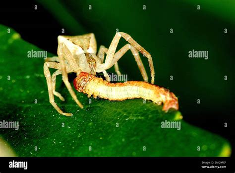 Square Ended Crab Spider Sidmella Sp Eating A Caterpillar Stock