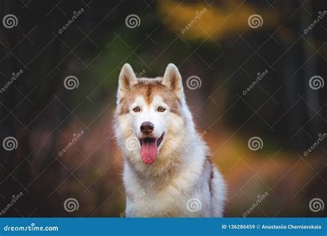 Cane Felice E Splendido Del Husky Siberiano Che Si Siede Nella Foresta