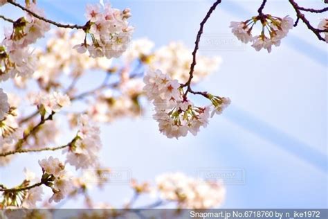 桜のクローズアップの写真・画像素材 6718760 Snapmart（スナップマート）