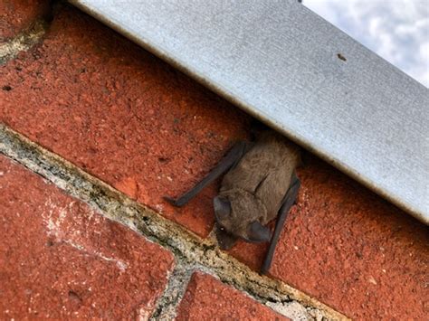 Hanging A Bat House