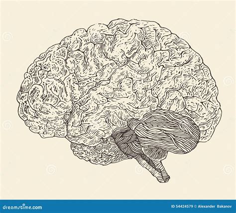 Human Brain Vintage Illustration Engraved Retro Style Hand Drawn