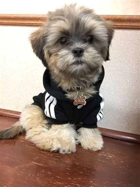 Shorkie puppy!! #adidas | Shorkie puppies, Puppies, Dog accessories