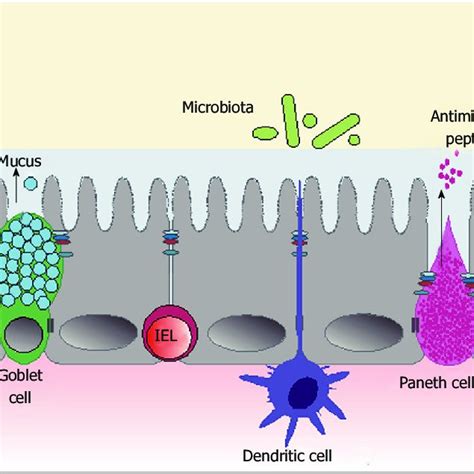 Schematic Illustration Of The Intestinal Barrier The Three Main Download Scientific Diagram