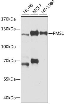 pms antibody cat    prosci