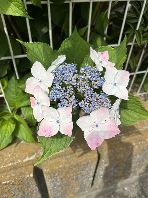 Mountain hydrangea : r/SpringPorn