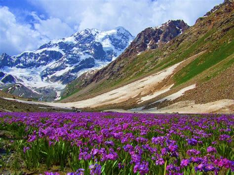 Exploreepakistan Wild Primula Flowers Of Pakistan