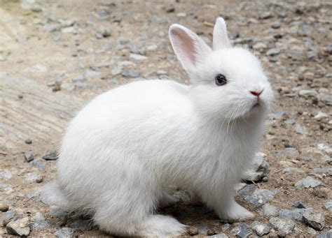 Portrait Little White Rabbit On The Ground 11374721 Stock Photo At Vecteezy