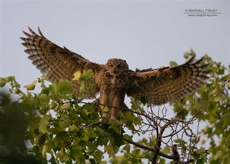 Great Horned Owl at night : r/wildlifephotography