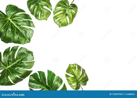 Tropical Pattern With Leaves Monstera Swiss Cheese Plant Isolated On White Background Stock